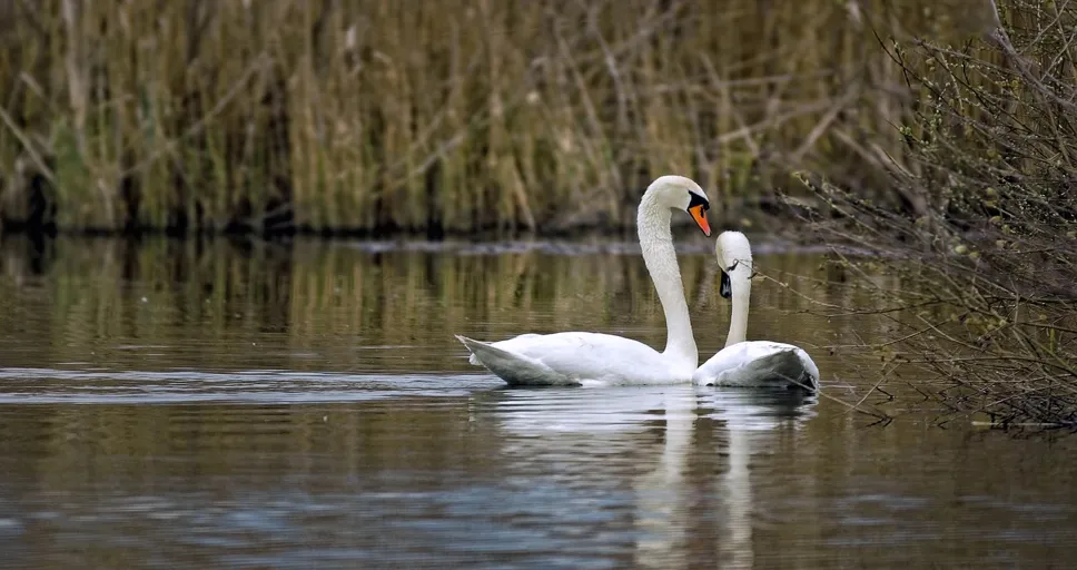 guys moaning - swans, couple, water birds