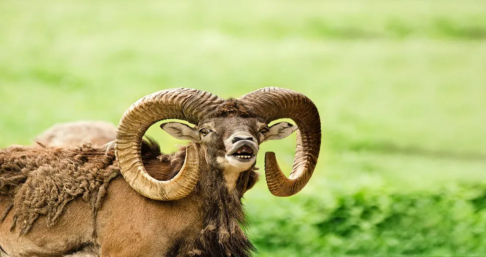 is he mean - mouflon, wild sheep, desire