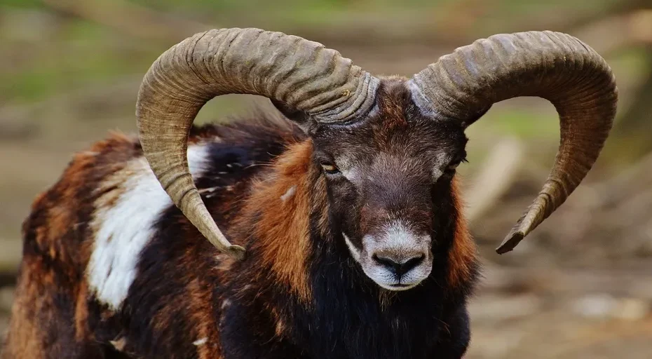 when an aries man respects you - aries, wildpark poing, european mouflon