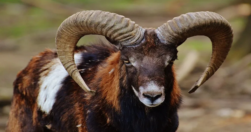 when an aries man respects you - aries, wildpark poing, european mouflon