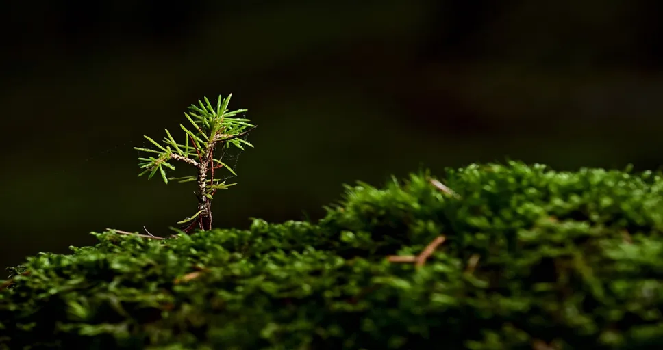 karmic relationship stages - tree, moss, seedling