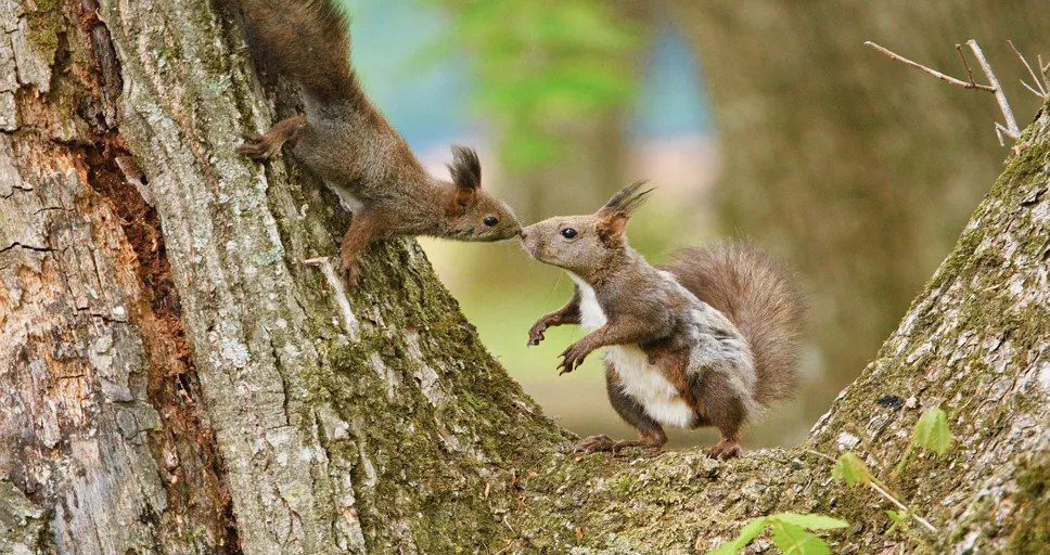 my boyfriend doesn't do anything special for me - squirrel, mother, love