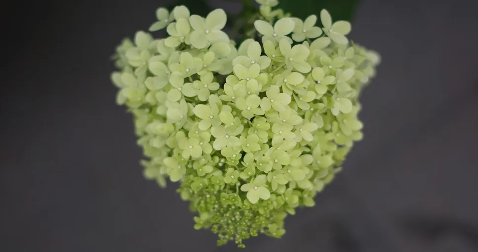 my crush doesn't talk to me but stares at me - hydrangea flowers, windows wallpaper, heart shape