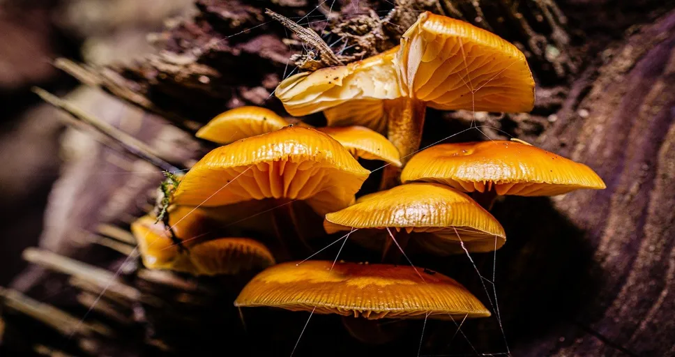 why do women like toxic men - mushroom, fungi, nature, autumn, forest, toxic mushroom, mycology, close up, mushroom, mushroom, mushroom, mushroom, mushroom, forest, forest, forest