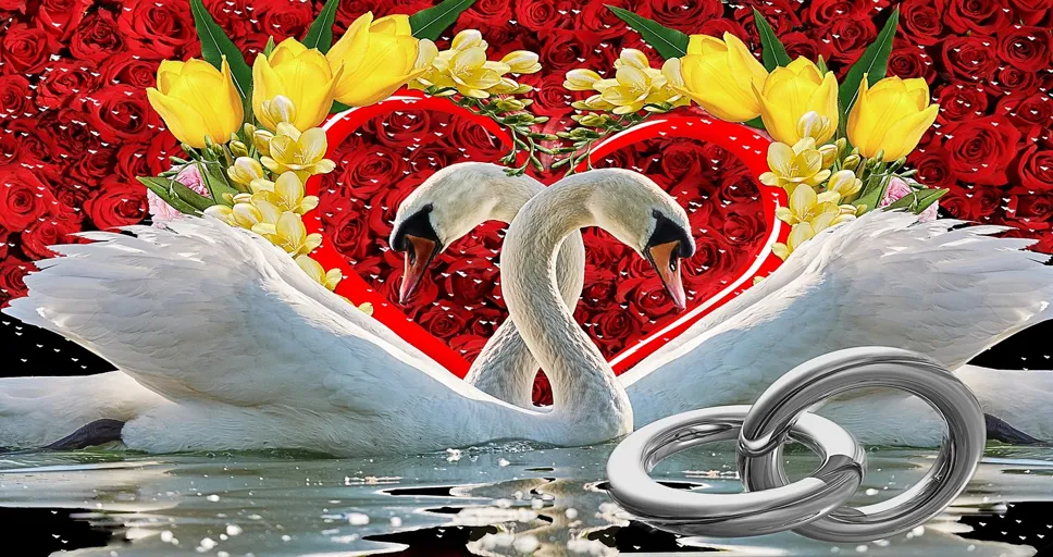 signs a commitment phobe loves you - love, heart, romantic, rings, flower background, in love, creatively, commitment, roses, nature, flowers, swans, heart, heart, heart, commitment, commitment, beautiful flowers, commitment, commitment, commitment, swans, flower wallpaper, swans, swans